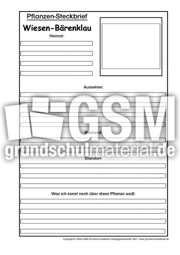 Steckbriefvorlage-Wiesen-Bärenklau.pdf